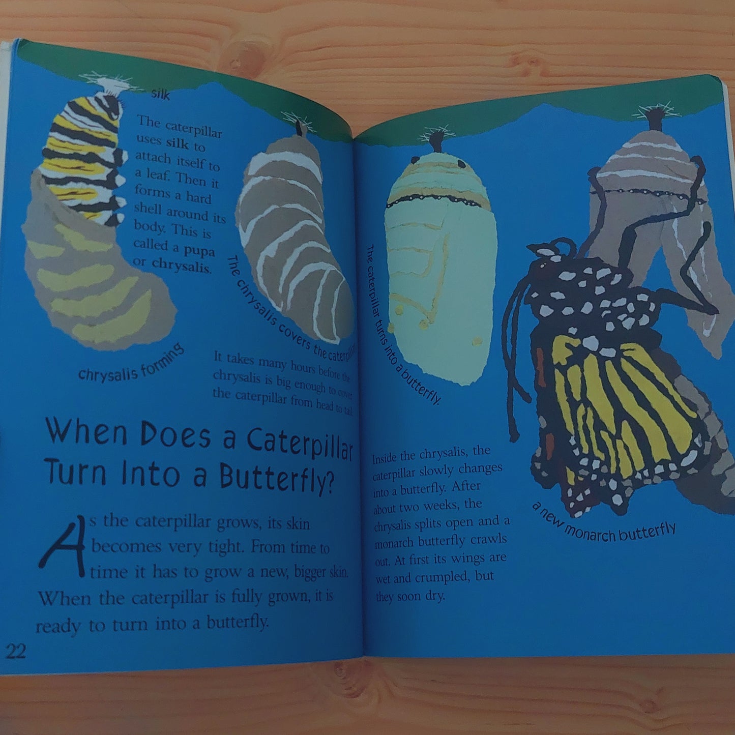 The Migration of a Butterfly