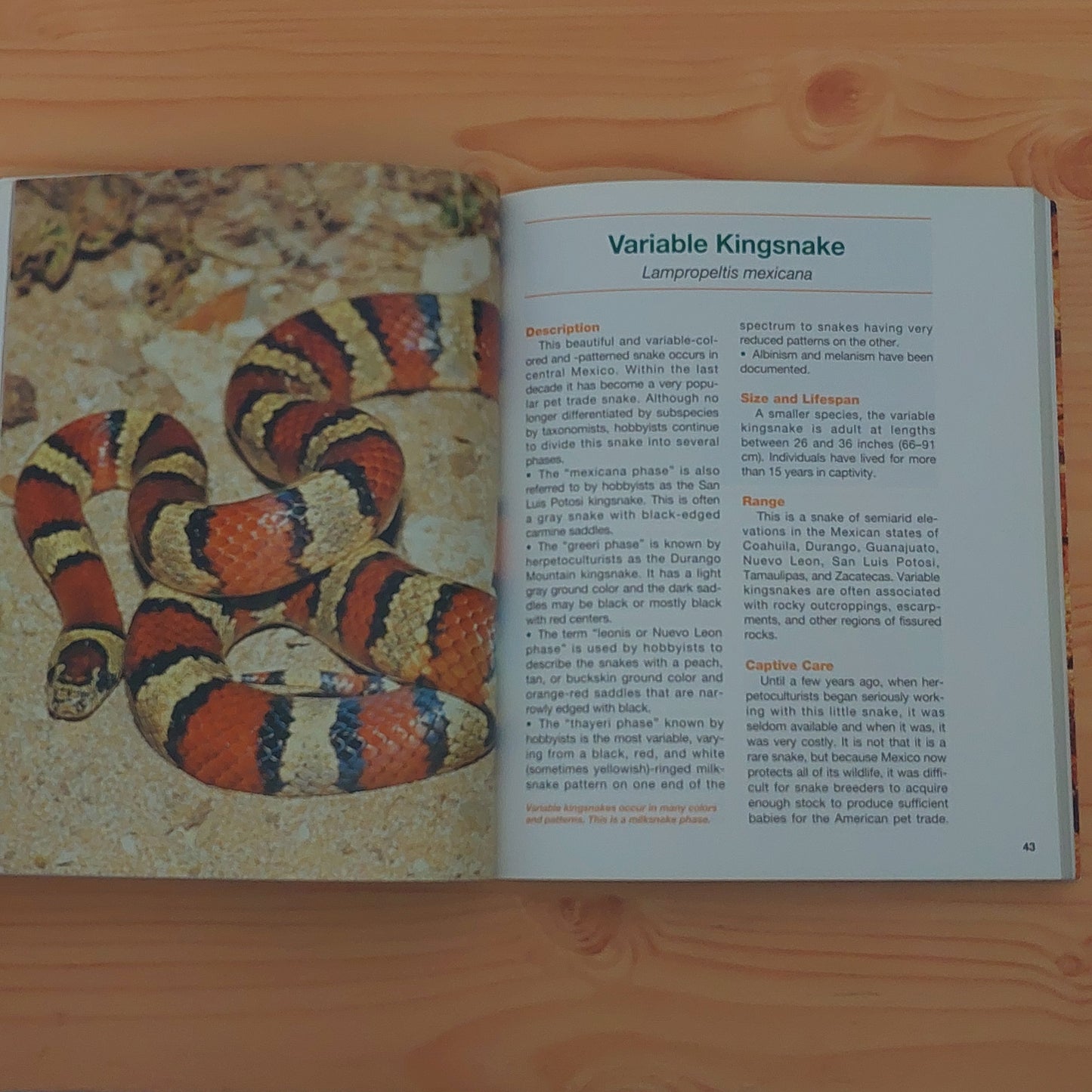The 23 Best Reptile and Amphibian Pets