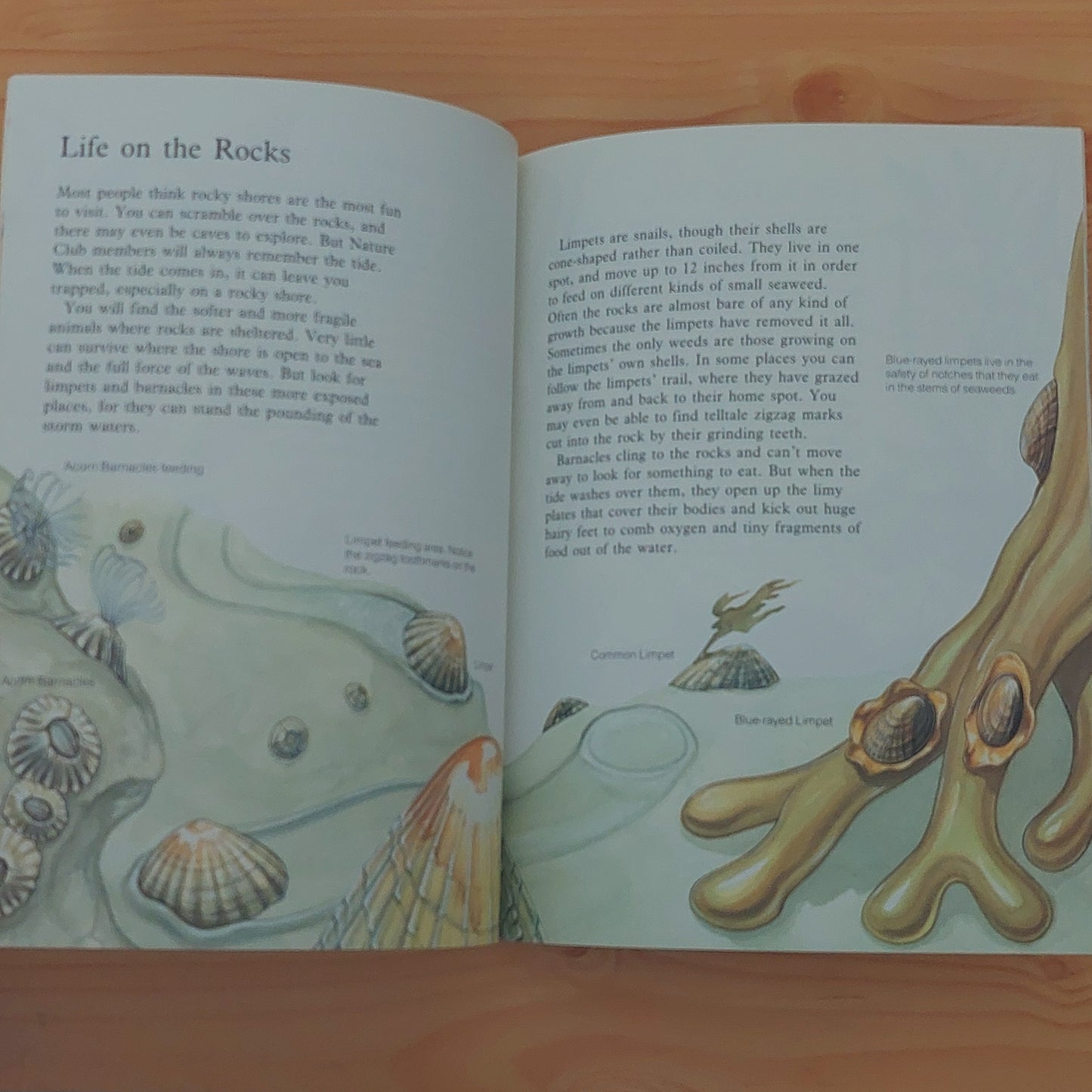 Seashores
