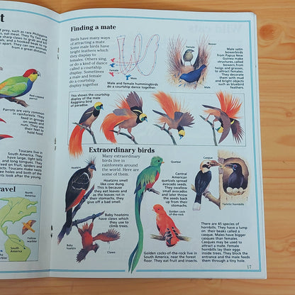 Rainforest Wildlife (Usborne World Wildlife)