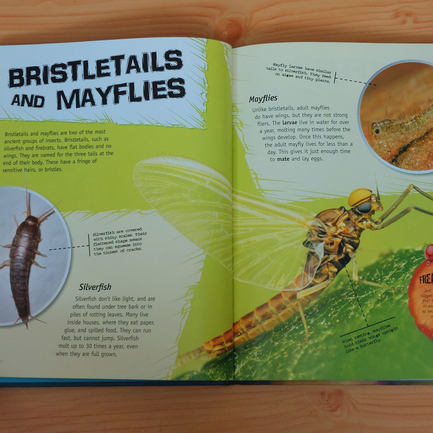 The Complete Guide to Bugs and Insects