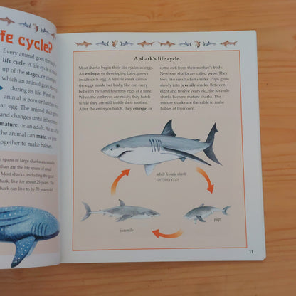 The Life Cycle of a Shark