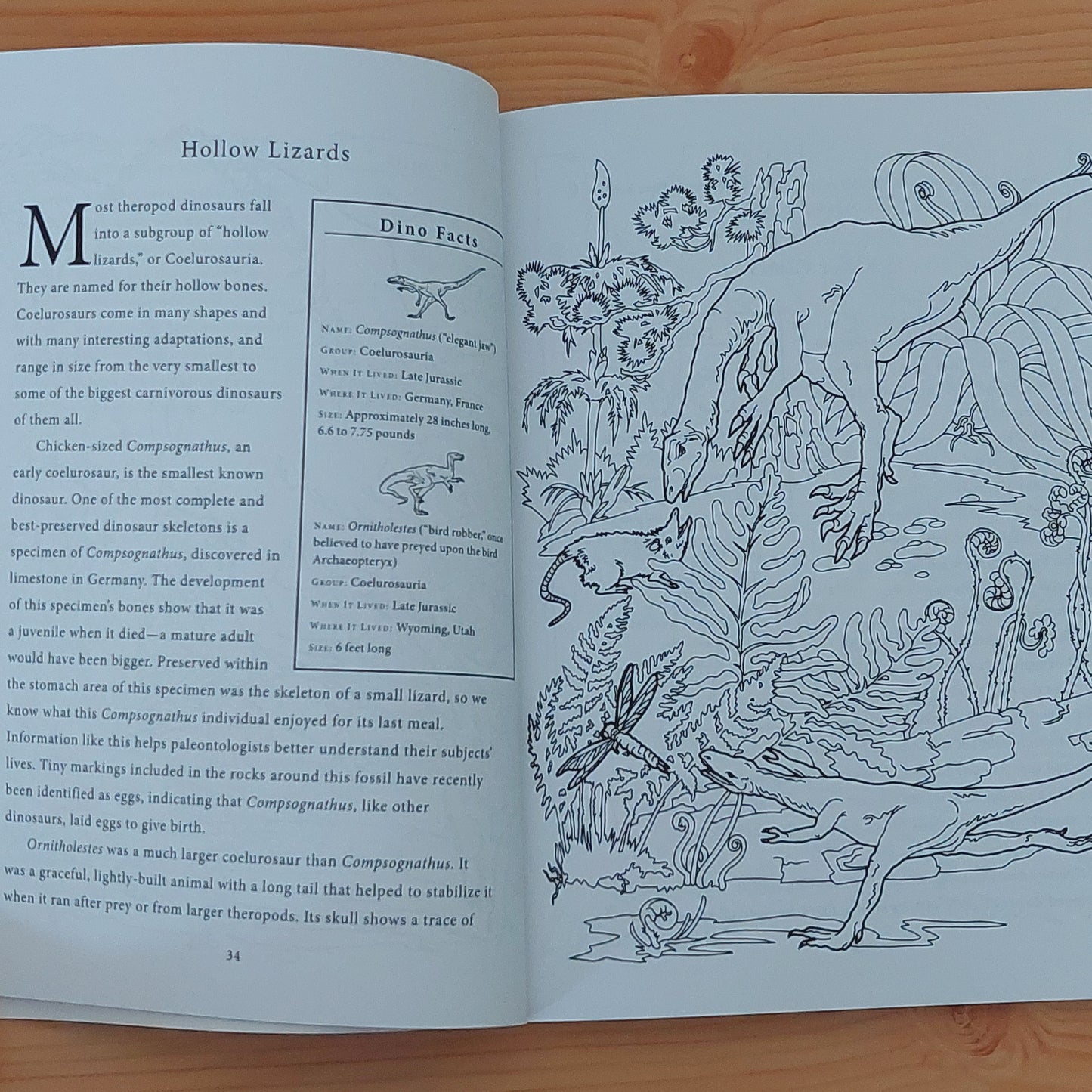 Dinosaurs: A Fact-Filled Colouring Book (Start Exploring)