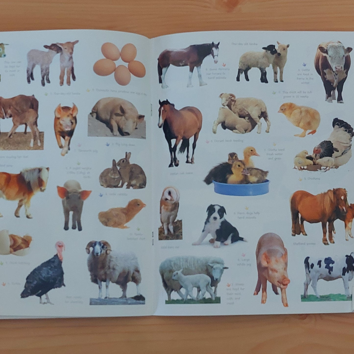 Farm Animals - My First Activity Book