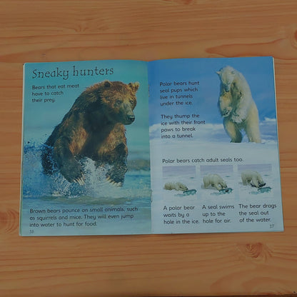 Bears (Usborne Beginners)