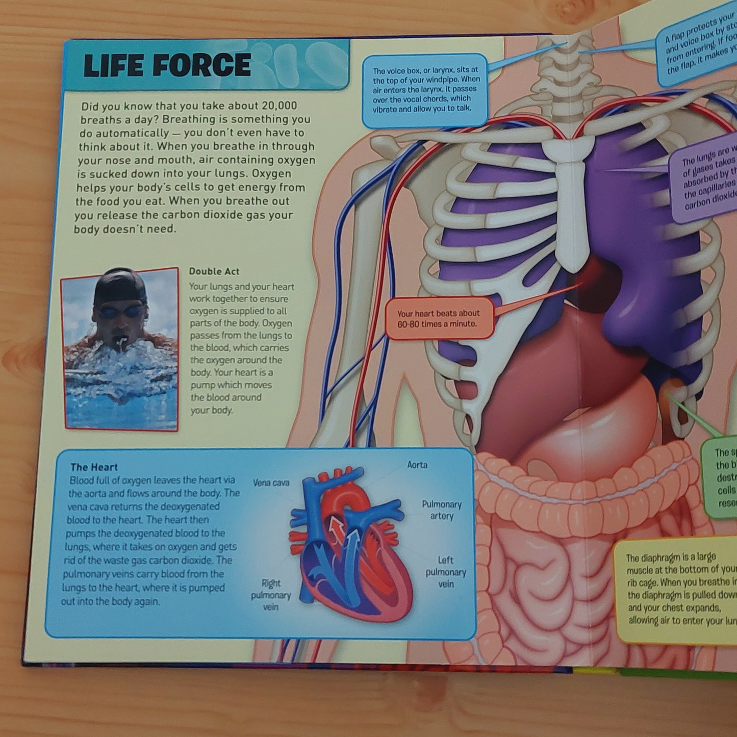 The Incredible Human Body in a Book