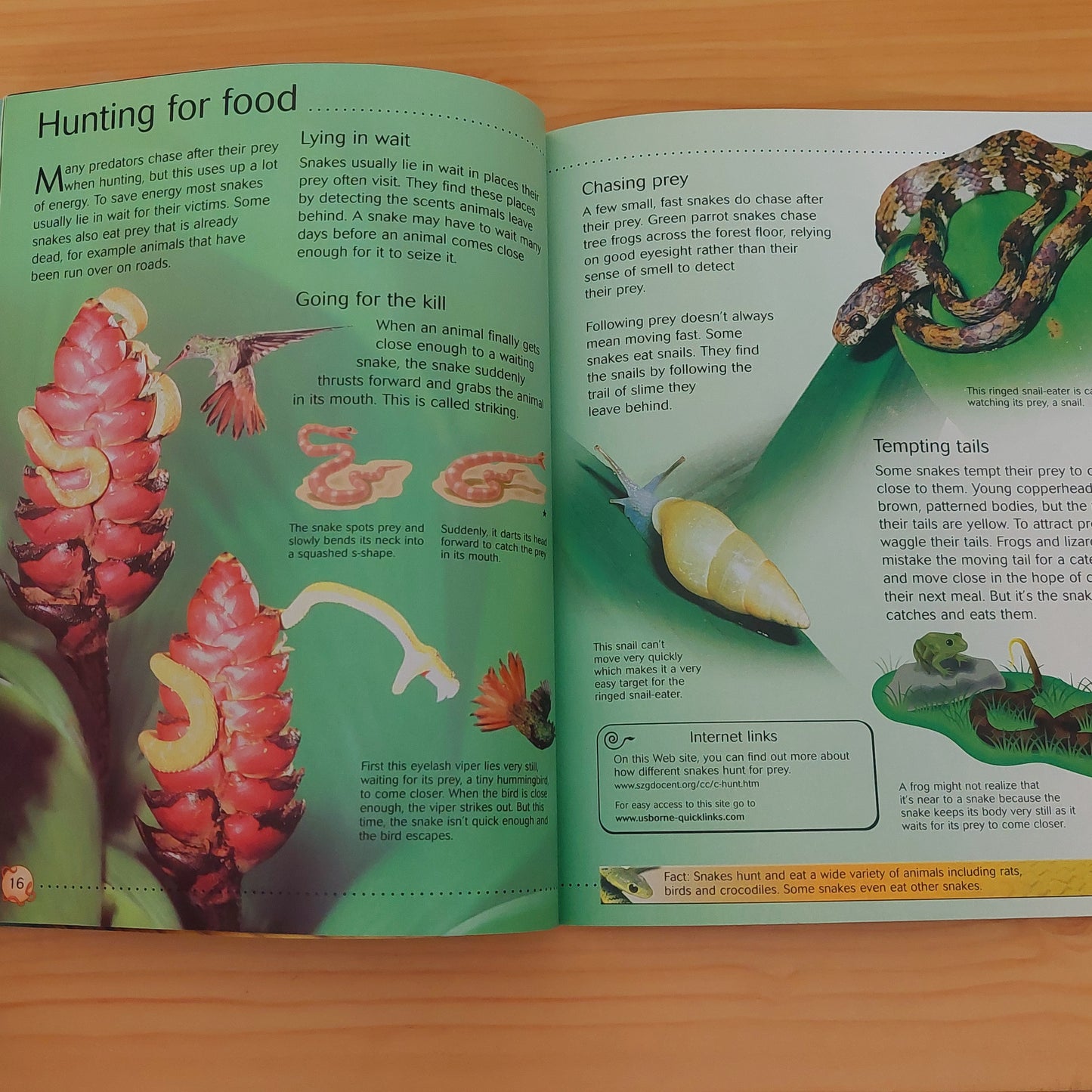 Snakes (Usborne)