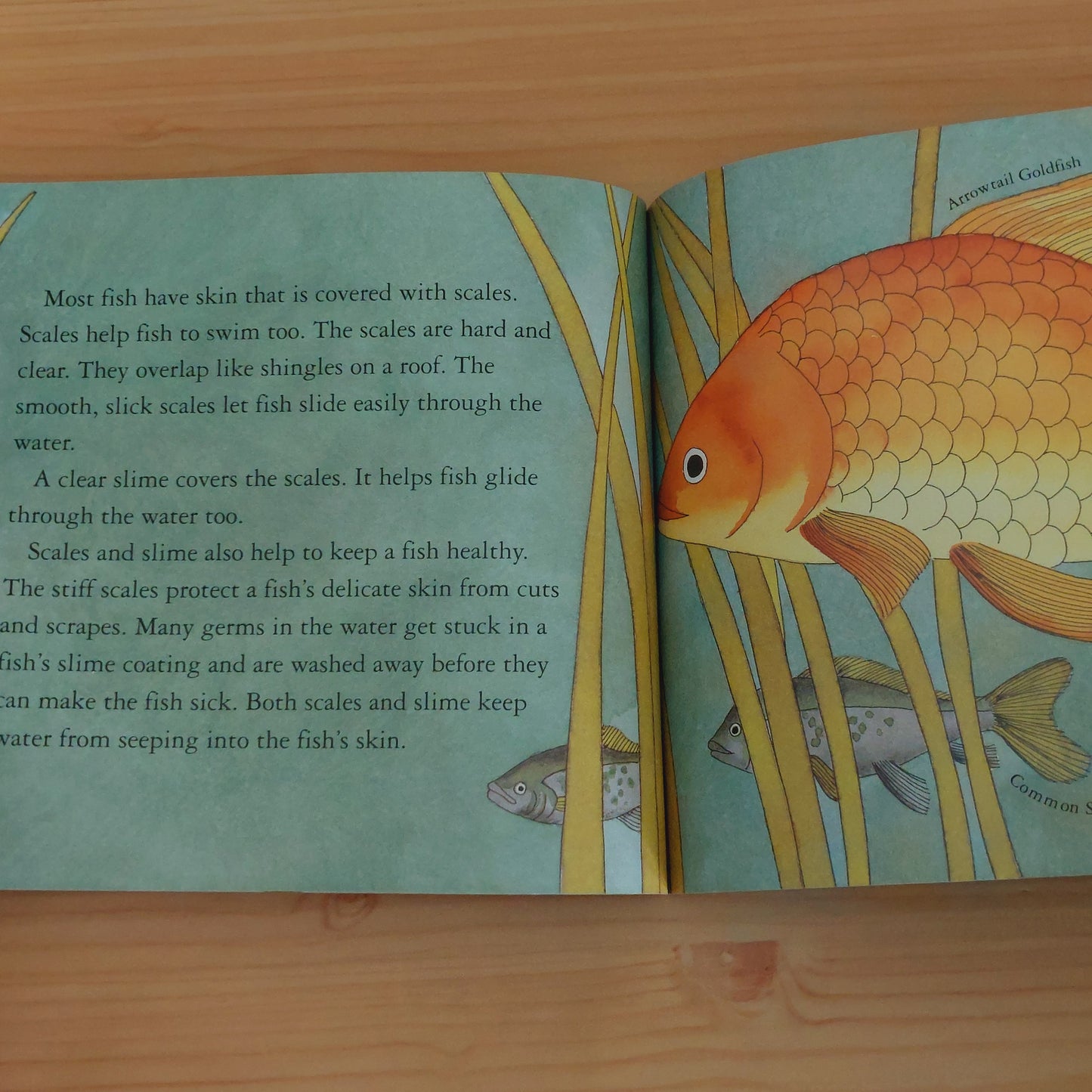 What's It Like to Be a Fish? (Let's Read and Find Out Science: Stage 1)