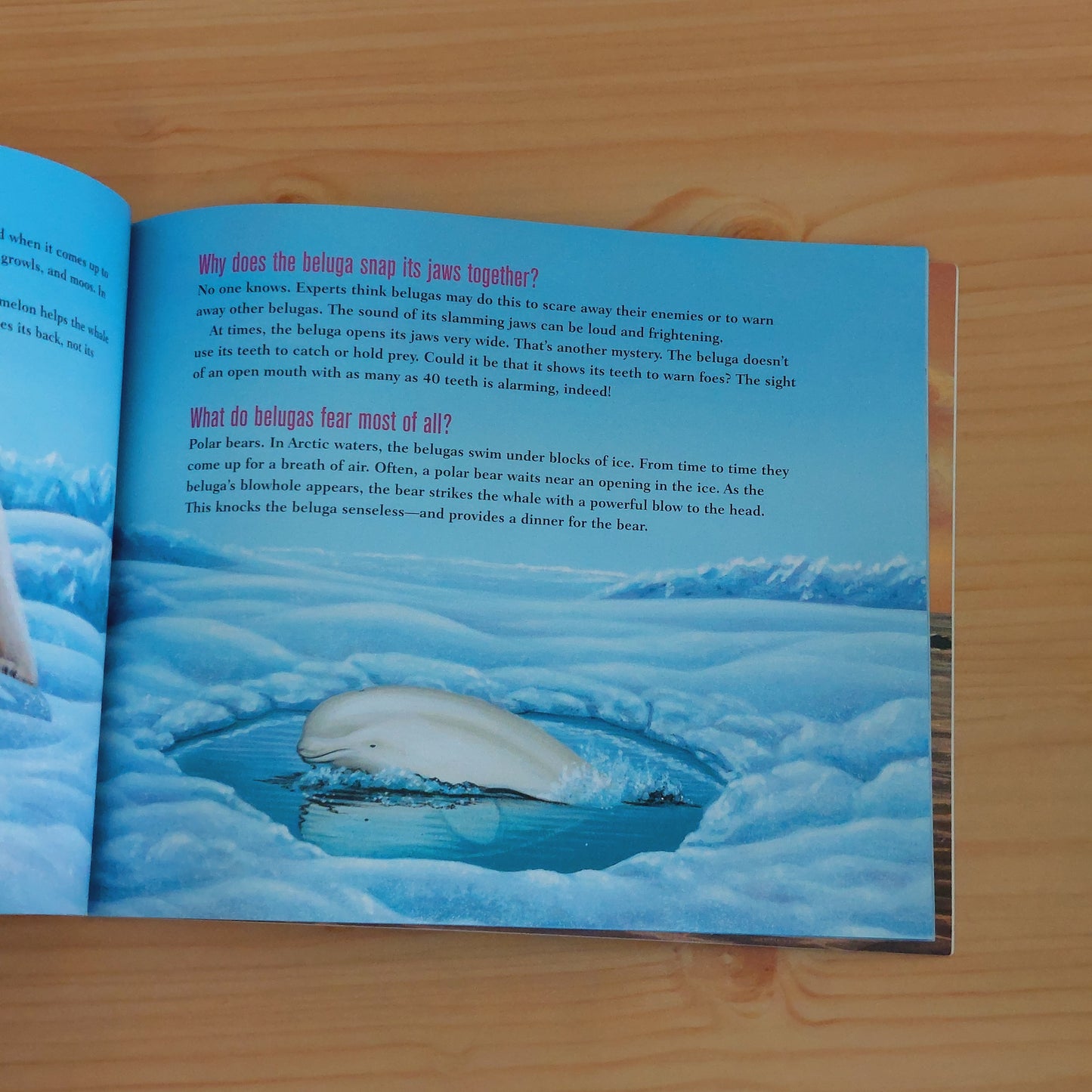 Do Whales Have Belly Buttons? (Scholastic Question and Answer Series)