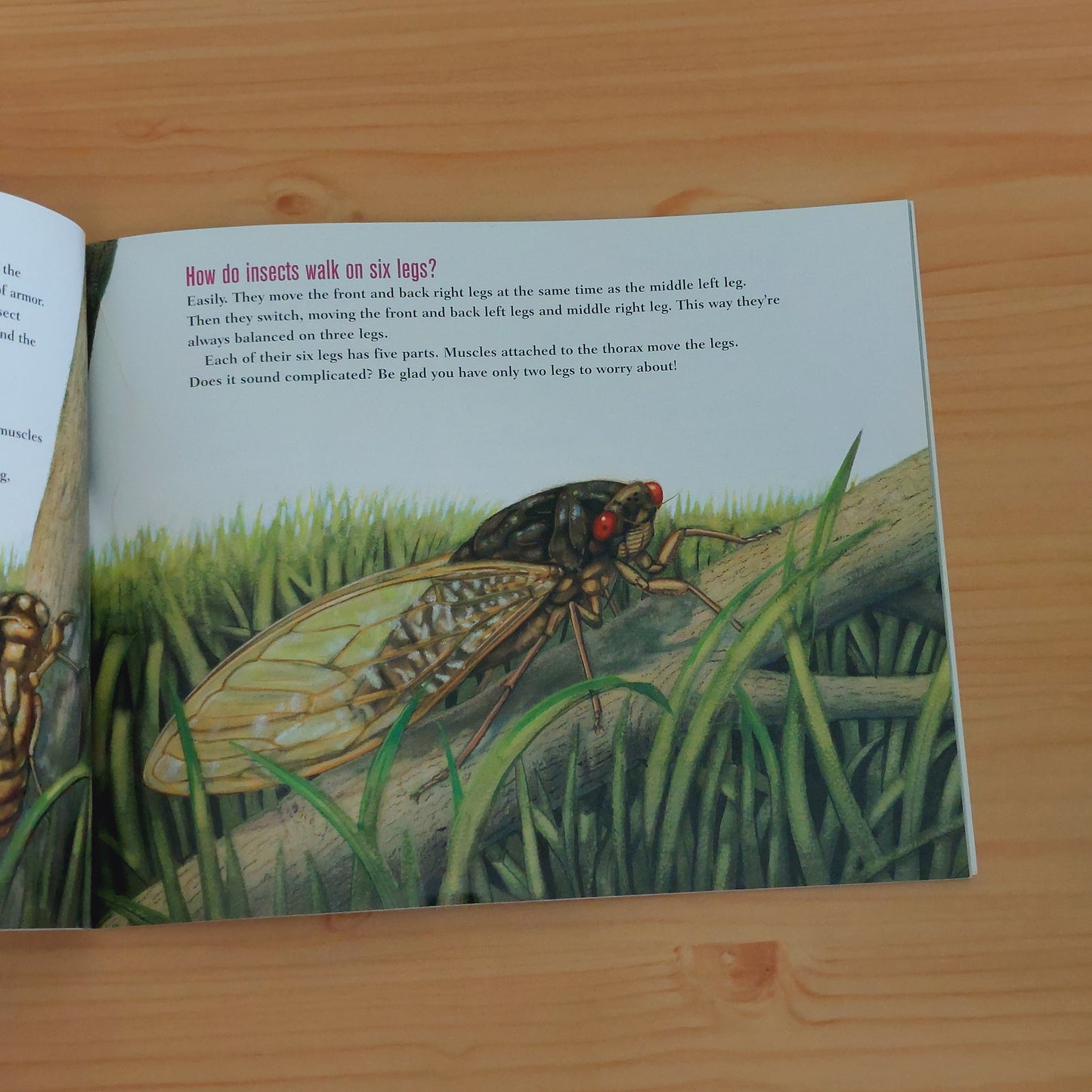 How Do Flies Walk Upside Down? (Scholastic Question and Answer Series)