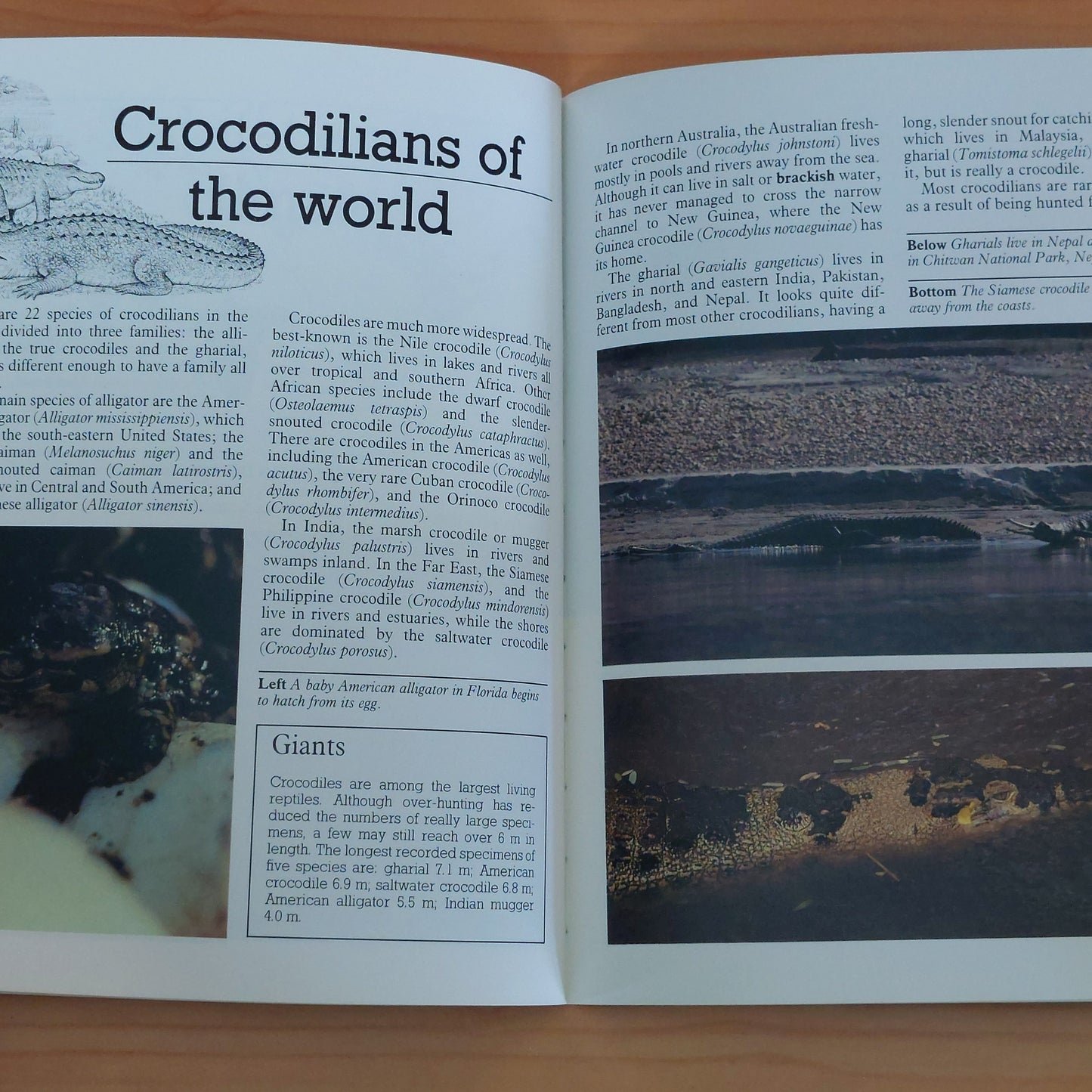 Jaws in the Water : the Crocodile and the Alligator