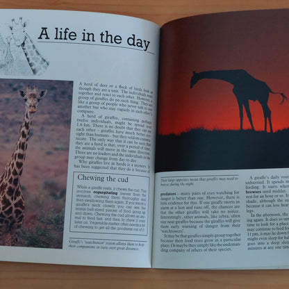 The World's Tallest Animal Story : the Giraffe