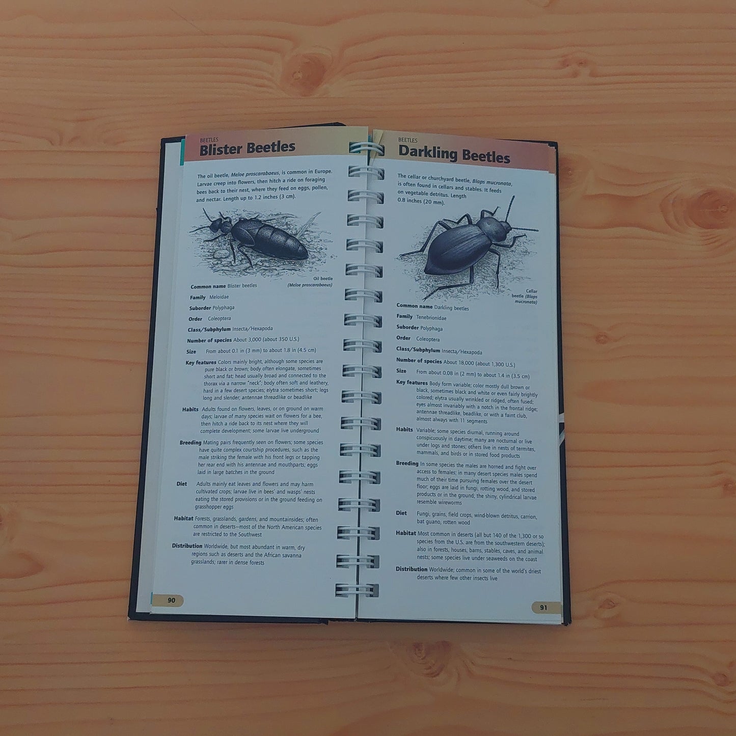 Insects - Animal Fact Files