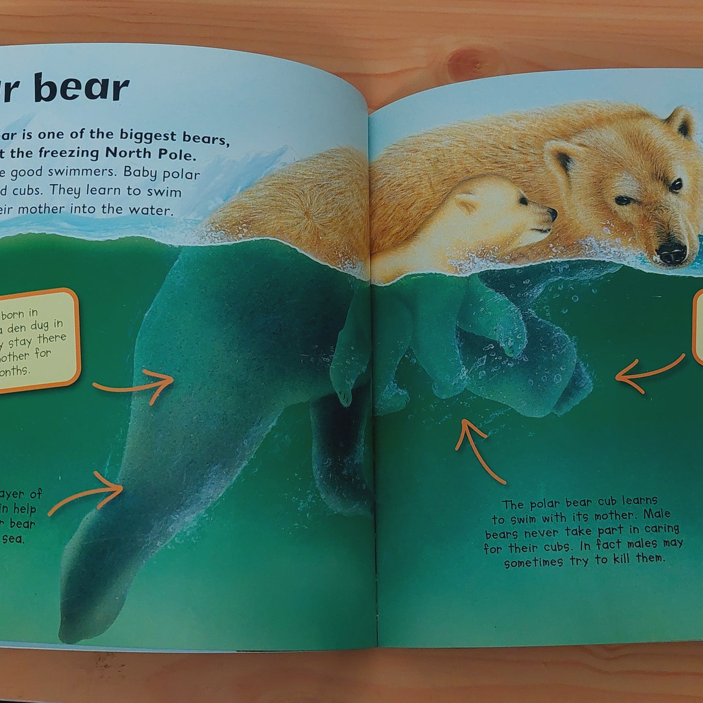 I Love Bears - First Facts and Pictures