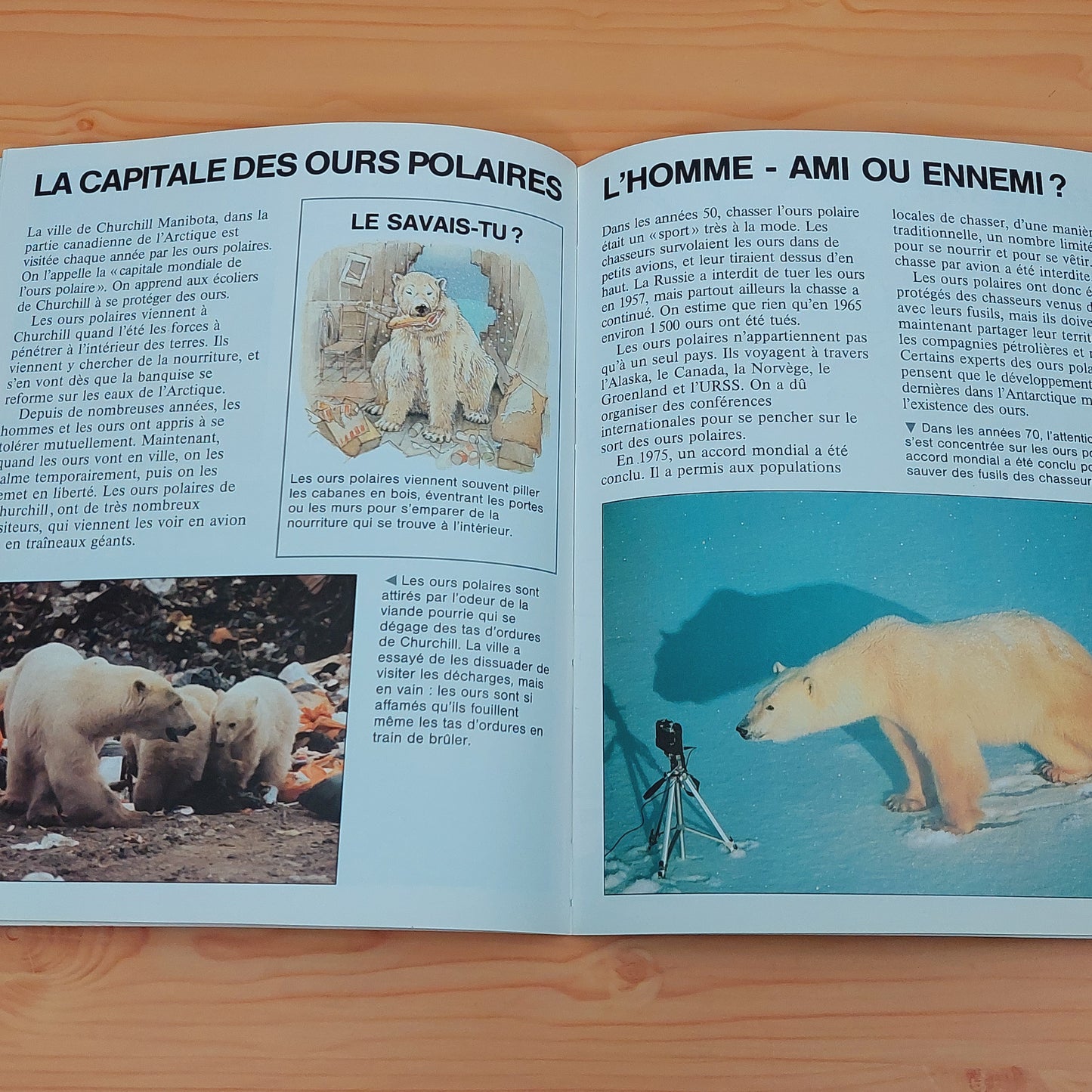 Les ours polaires