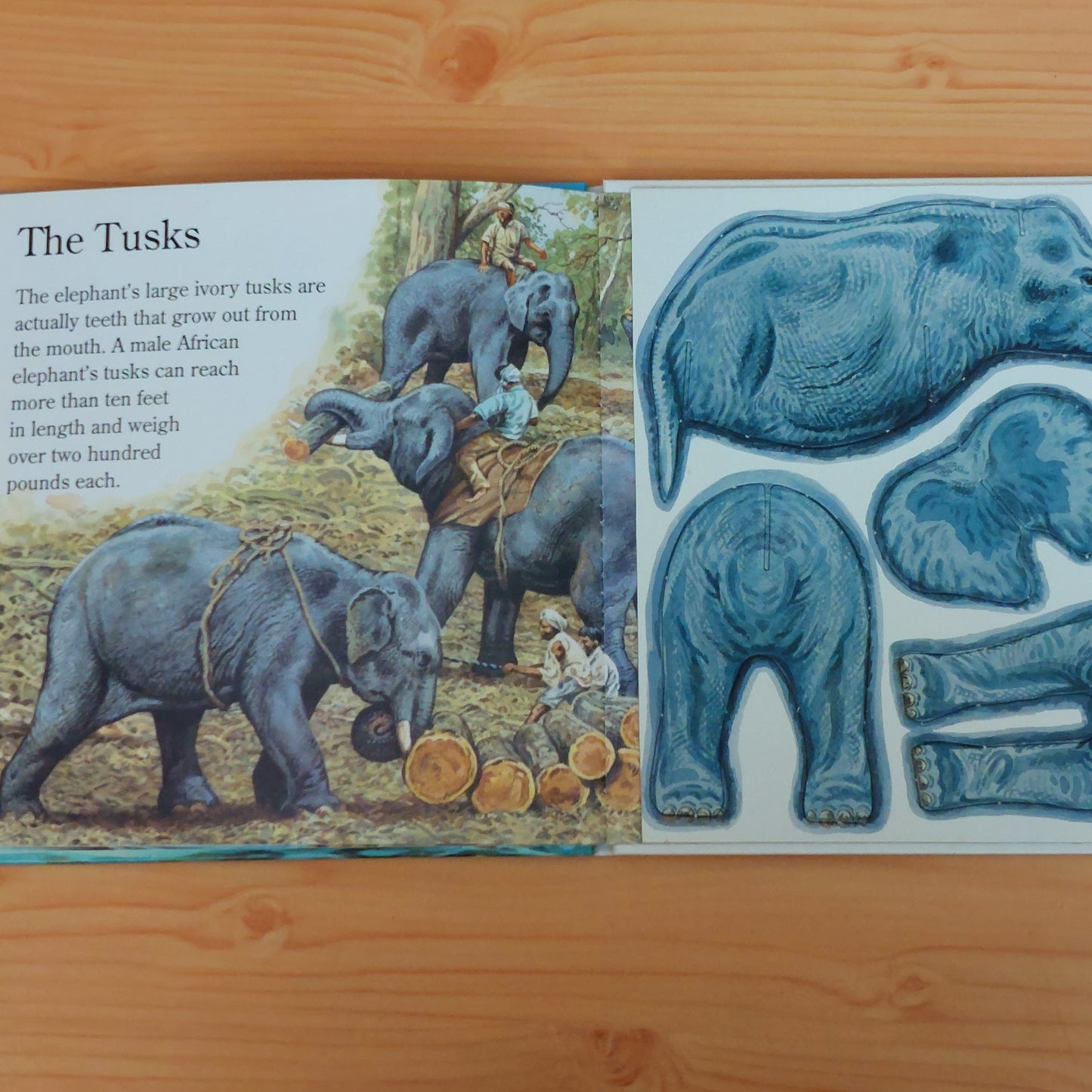 Meet the Elephant